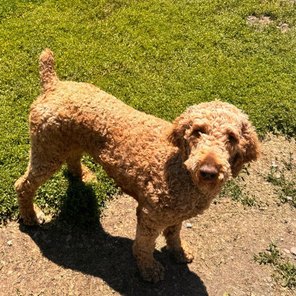 Zuri