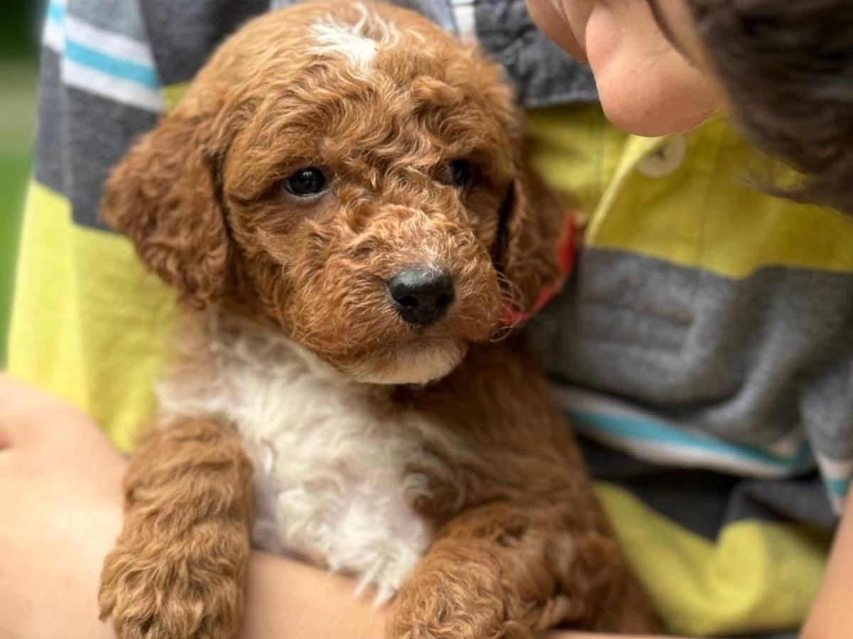 Goldendoodle puppy with its family