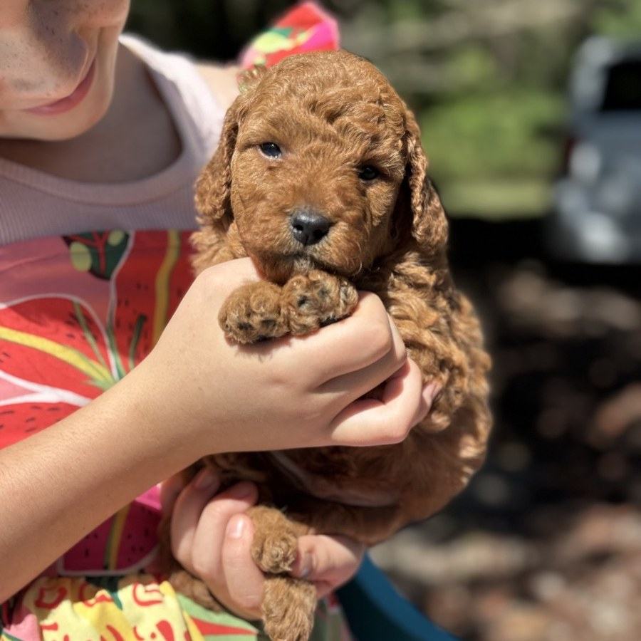 Hickory being held