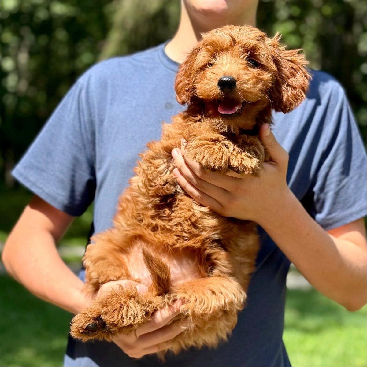 Minnie, a red mini Goldendoodle puppy, held by one of our kids