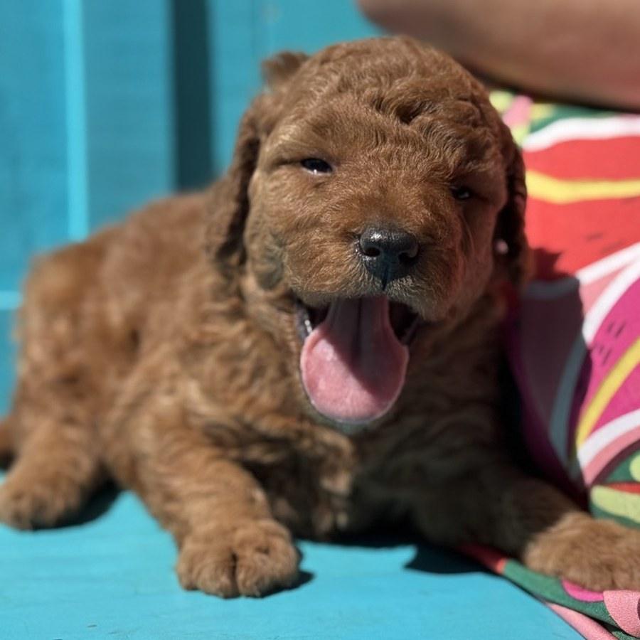 Hickory relaxing on the bench