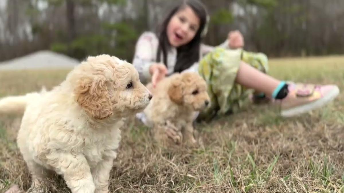 Goldendoodle puppies playing with children