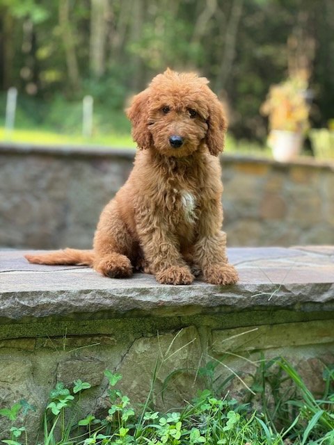 Goldendoodle puppy on the grass