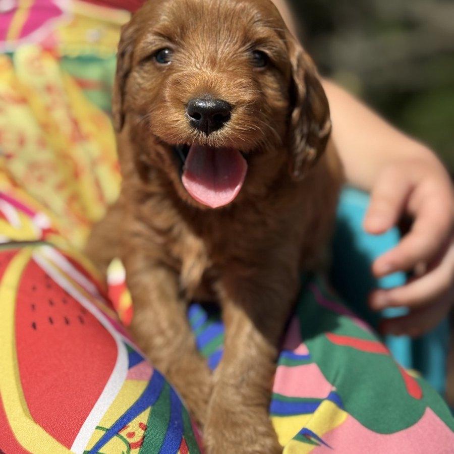 Copper smiling