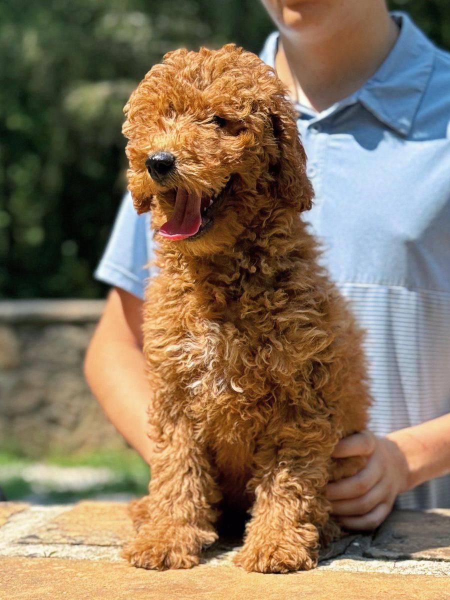 Duchess, one of our started pups, at 12 weeks