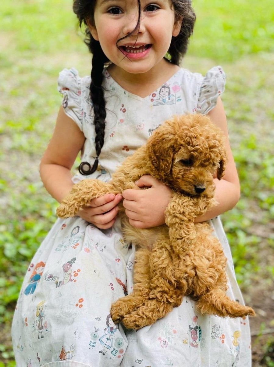 Child holding a Goldendoodle puppy