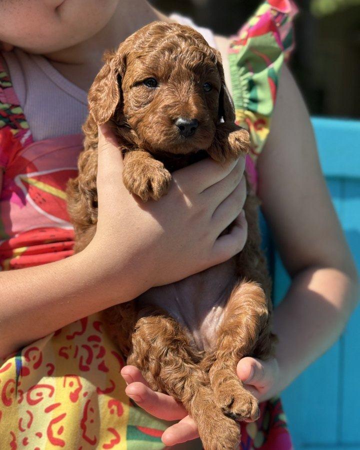 Hazel