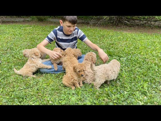 Bailey's F1B mini goldendoodle puppies at 6 weeks