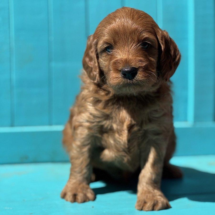 Copper sitting on the blue bench