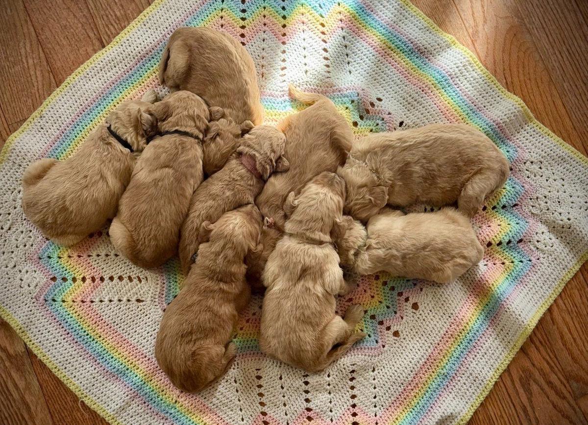 A newborn litter asleep on a blanket
