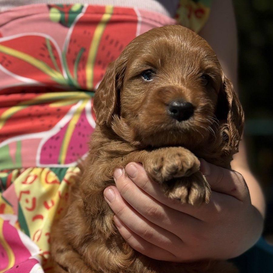 Copper being held
