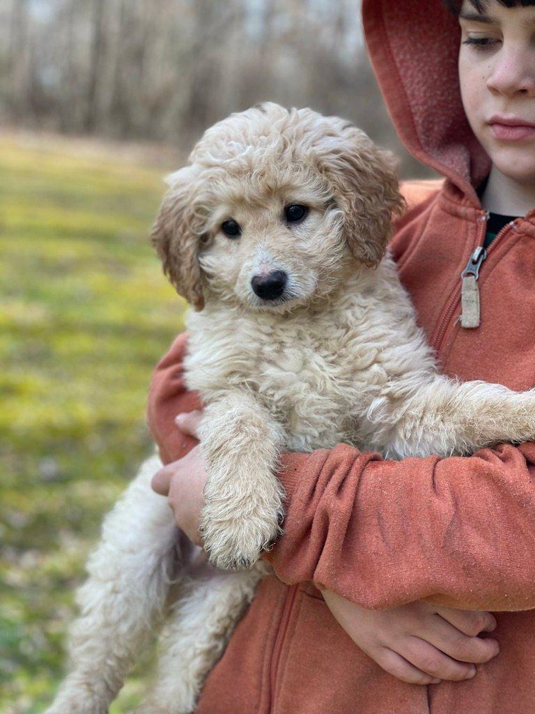 Golden Goldendoodle puppy sitting outdoors