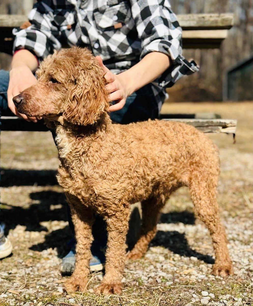 Jasper, our deep red Mini Poodle