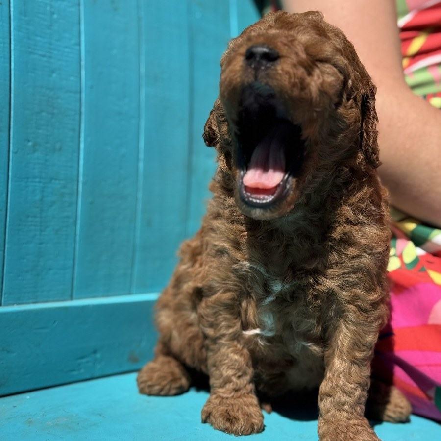 Cider mid-yawn
