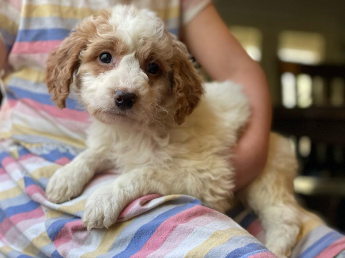 Goldendoodle puppy resting on a person's lap