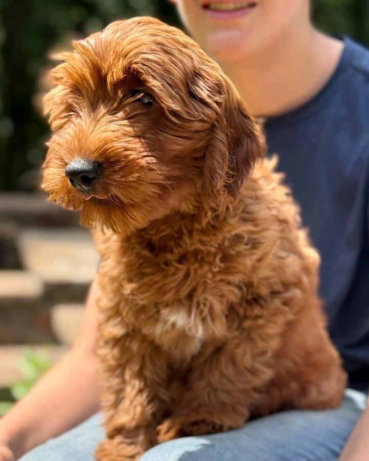 Daisy