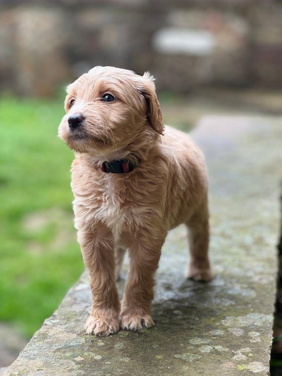 Goldendoodle puppy resting outdoors