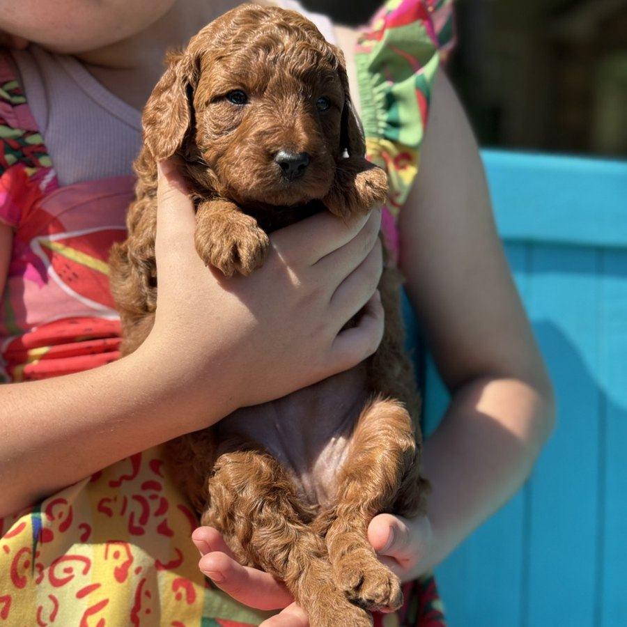 Hazel being held